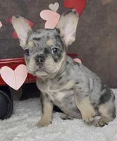 Tinsel, a female French Bulldog for sale in Queen Creek, AZ – Photo 1 of 10