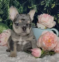 Tinsel, a female French Bulldog for sale in Queen Creek, AZ – Photo 4 of 10