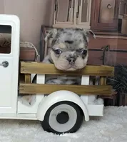 Tinsel, a female French Bulldog for sale in Queen Creek, AZ – Photo 8 of 10