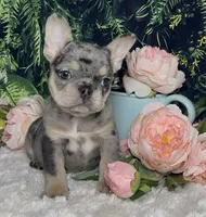 Tinsel, a female French Bulldog for sale in Queen Creek, AZ – Photo 5 of 10