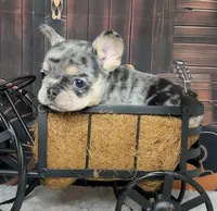 Tinsel, a female French Bulldog for sale in Queen Creek, AZ – Photo 7 of 10