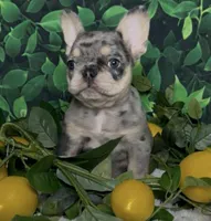 Tinsel, a female French Bulldog for sale in Queen Creek, AZ – Photo 10 of 10