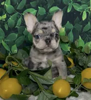 Tinsel, a female French Bulldog for sale in Queen Creek, AZ – Photo 3 of 10