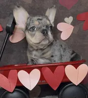 Tinsel, a female French Bulldog for sale in Queen Creek, AZ – Photo 2 of 10