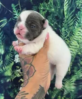 Zeva, a female French Bulldog for sale in Queen Creek, AZ – 2 of 4
