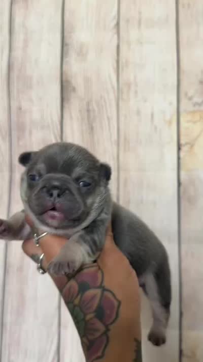 Atlas, a female French Bulldog for sale in Queen Creek, AZ – 3 of 3