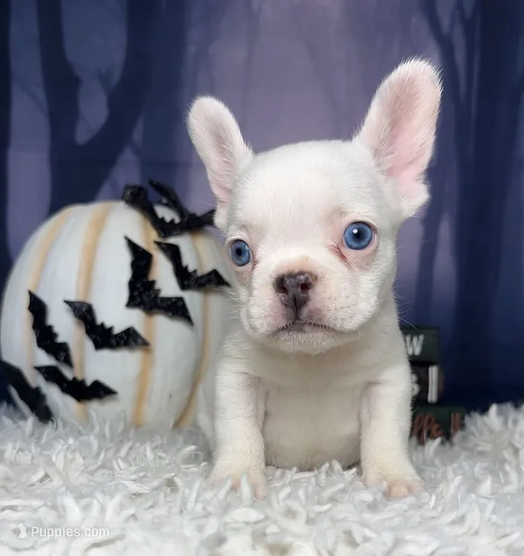 Zona – French Bulldog puppy for sale in Queen Creek, AZ