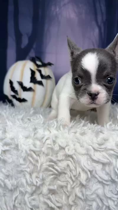 Zeva, a female French Bulldog for sale in Queen Creek, AZ – 5 of 10