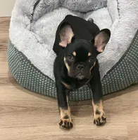 Winston, a male French Bulldog for sale in Queen Creek, AZ – 4 of 5