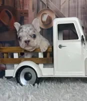 Yolo, a male French Bulldog for sale in Queen Creek, AZ – 3 of 4