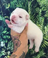 Zona, a female French Bulldog for sale in Queen Creek, AZ – 2 of 4