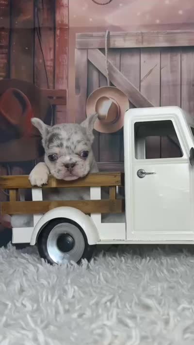 Yolo, a male French Bulldog for sale in Queen Creek, AZ – 4 of 4