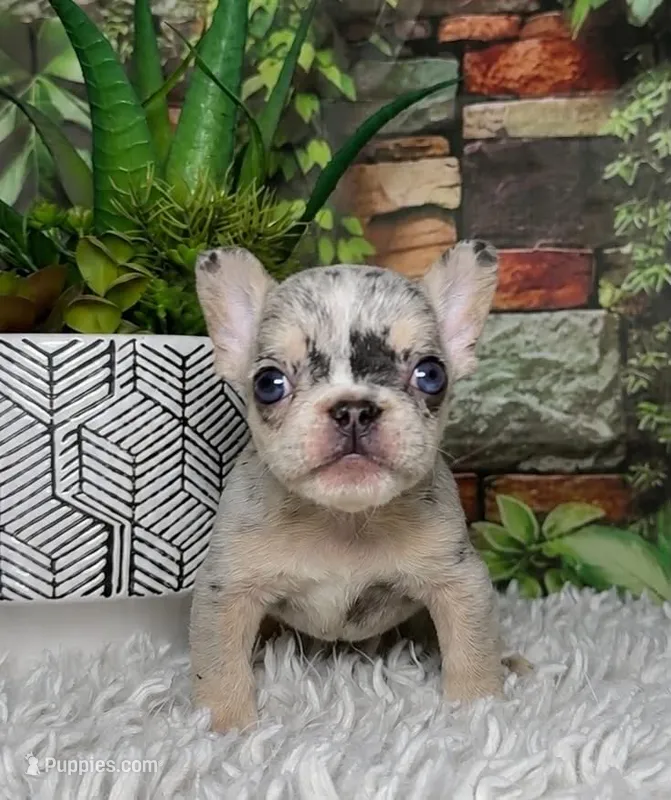 Yuki – French Bulldog puppy for sale in Queen Creek, AZ