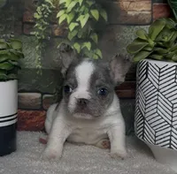 Wilder *Micro*, a male French Bulldog for sale in Queen Creek, AZ – Photo 2 of 6