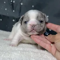 Wilder *Micro*, a male French Bulldog for sale in Queen Creek, AZ – Photo 6 of 6