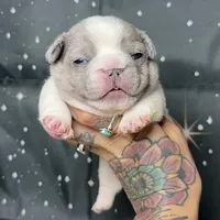 Wilder *Micro*, a male French Bulldog for sale in Queen Creek, AZ – Photo 5 of 6