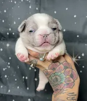 Wilder, a male French Bulldog for sale in Queen Creek, AZ – Photo 1 of 2