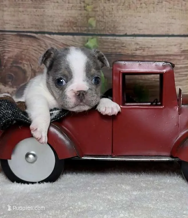 Wilder – French Bulldog puppy for sale in Queen Creek, AZ