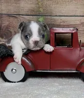 Wilder *Micro*, a male French Bulldog for sale in Queen Creek, AZ – Photo 3 of 6