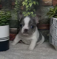 Wilder *Micro*, a male French Bulldog for sale in Queen Creek, AZ – Photo 1 of 6