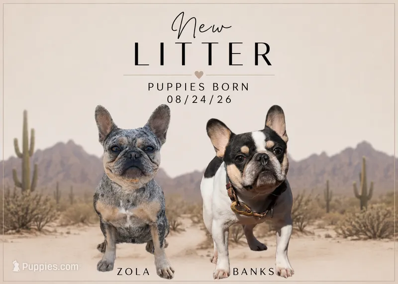 New Litter! – French Bulldog puppy for sale in Queen Creek, AZ