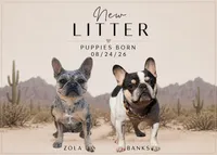 New Litter!, a female French Bulldog for sale in Queen Creek, AZ – 1 of 1