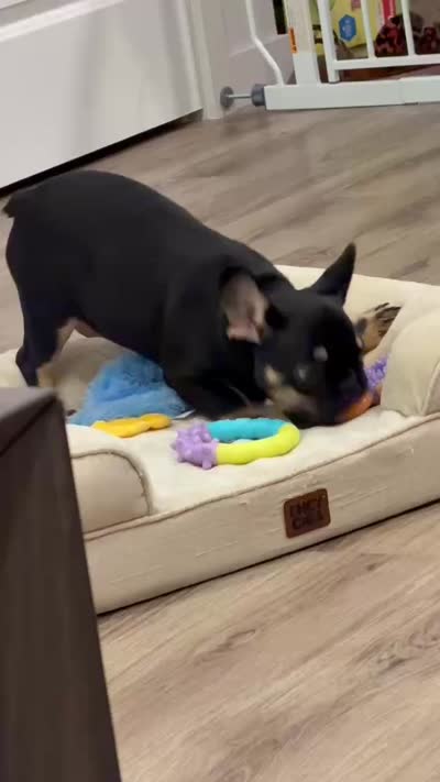 Winston, a male French Bulldog for sale in Queen Creek, AZ – 2 of 5