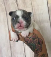 Zeva, a female French Bulldog for sale in Queen Creek, AZ – 9 of 10