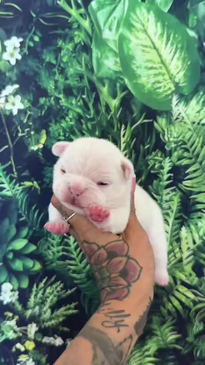 Zona, a female French Bulldog for sale in Queen Creek, AZ – 4 of 4