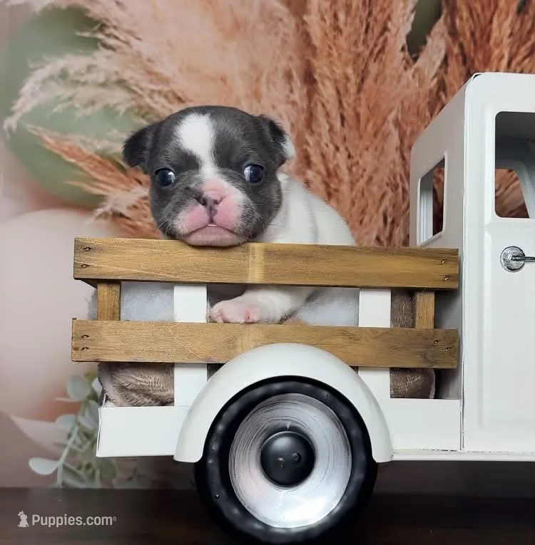 Zeva – French Bulldog puppy for sale in Queen Creek, AZ