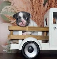 Zeva, a female French Bulldog for sale in Queen Creek, AZ – 7 of 10
