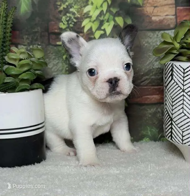 Wrigley – French Bulldog puppy for sale in Queen Creek, AZ