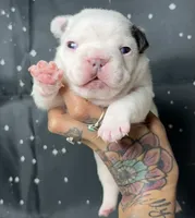 Wrigley, a male French Bulldog for sale in Queen Creek, AZ – Photo 1 of 2