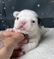 Wrigley, a male French Bulldog for sale in Queen Creek, AZ – Photo 2 of 2