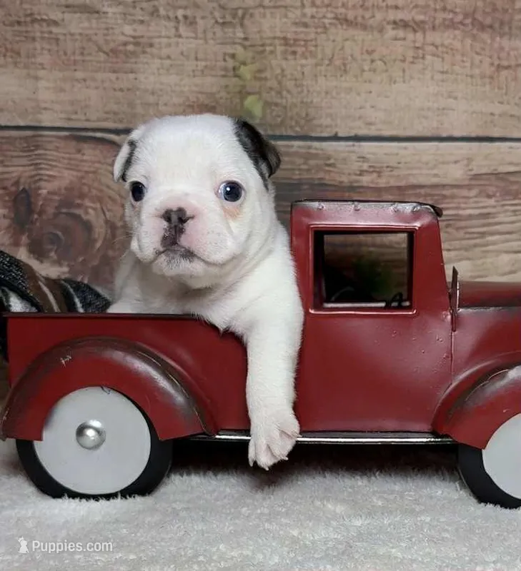 Wrigley – French Bulldog puppy for sale in Queen Creek, AZ