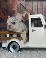Yolo, a male French Bulldog for sale in Queen Creek, AZ – 2 of 4