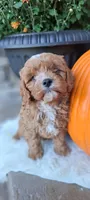 Lassie, a male Cavapoo for sale in Port Royal, PA – 1 of 1