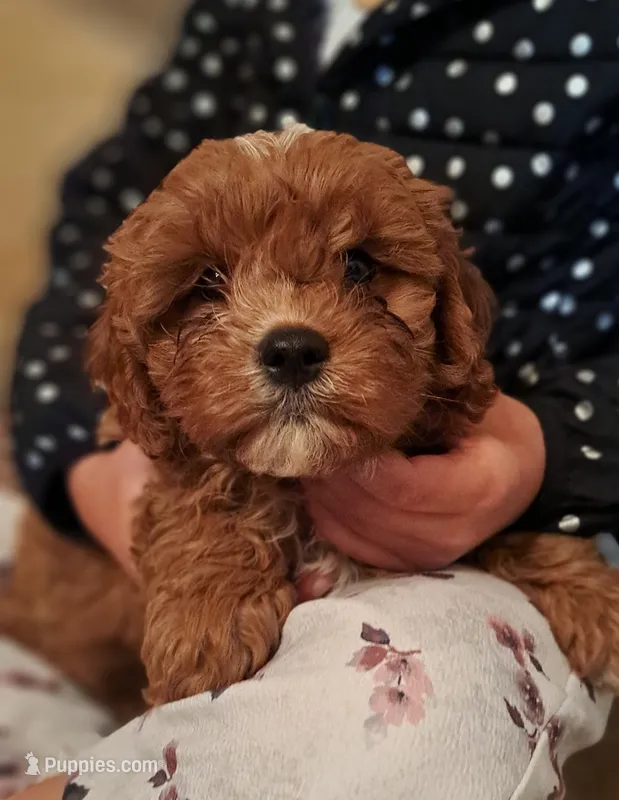 Sparky – Cavapoo puppy for sale in Port Royal, PA