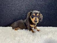 Will, a male Miniature Dachshund for sale in Osage Beach, MO – 1 of 3