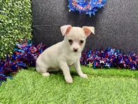 Tony, a male Chihuahua for sale in Osage Beach, MO – 1 of 5