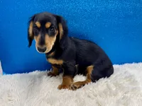 Sturgis, a male Miniature Dachshund for sale in Osage Beach, MO – 2 of 8
