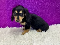 Sunni, a female Miniature Dachshund for sale in Osage Beach, MO – 3 of 4
