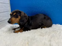 Will, a male Miniature Dachshund for sale in Osage Beach, MO – 8 of 8