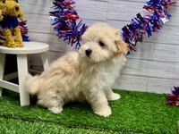 Marko, a male Maltipoo for sale in Osage Beach, MO – 2 of 4