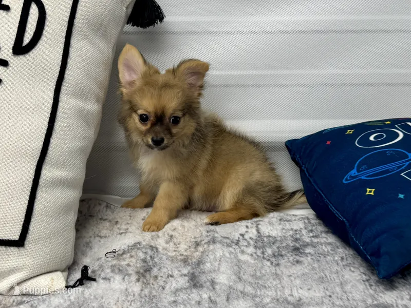 Clint – Chihuahua puppy for sale in Osage Beach, MO