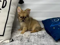 Clint, a male Chihuahua for sale in Osage Beach, MO – 1 of 8