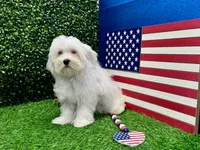 Kenny, a male Maltese for sale in Osage Beach, MO – 1 of 5