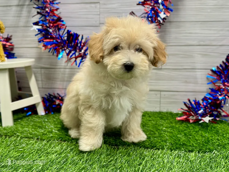 Marko – Maltipoo puppy for sale in Osage Beach, MO