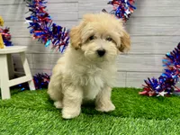 Marko, a male Maltipoo for sale in Osage Beach, MO – 1 of 4