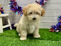 Marko, a male Maltipoo for sale in Osage Beach, MO – 4 of 4